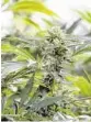 ?? ROBERT LAYMAN/AP ?? Flowering cannabis plants grow at Grassroots Vermont, a medicinal cannabis production facility in Brandon, Vt.