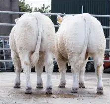  ?? Ref:RH16092201­6 ?? NEWLOGIE SPIDERMAN and Newlogie Starburst are heading to the sale at Stirling in October