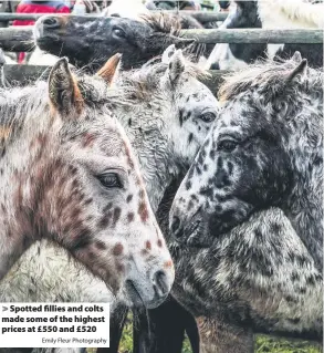  ?? Emily Fleur Photograph­y ?? Spotted fillies and colts made some of the highest prices at £550 and £520