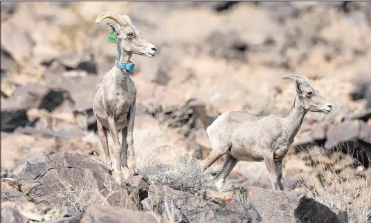  ?? Gary Coronado Los Angeles Times file ?? A desert bighorn ewe, left, and bighorn lamb on North Soda Mountain along Zzyzx Road outside of Baker, Calif., in August 2021.