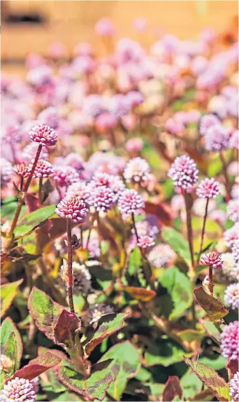  ?? ?? Blossoming pink persicaria­s, above, and Vanessa Bell shrub rose, right