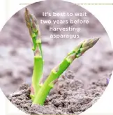  ??  ?? It’s best to wait two years before harvesting asparagus