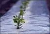  ?? GERALD HERBERT — THE ASSOCIATED PRESS ?? Pepper plants are grown for seed stock for Tabasco products at the McIlhenny Company on Avery Island, La.