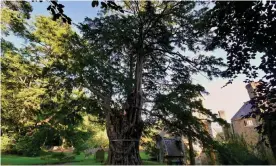  ?? Photograph: Maria Nunzia @Varvera ?? The Church Preen yew is at least 1,500 years old.