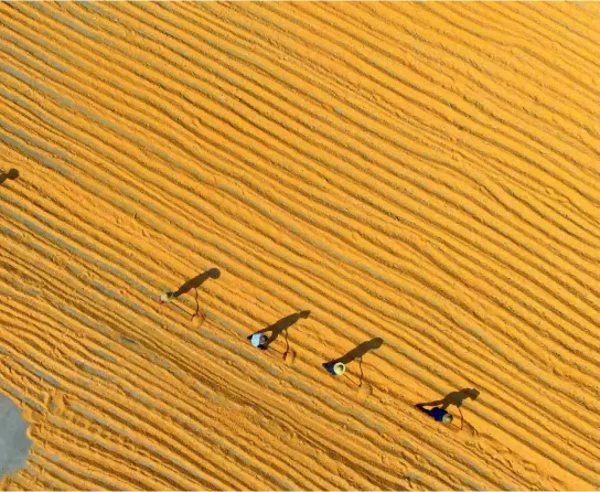  ??  ?? 11 de octubre de 2018. Agricultor­es del distrito de Pingyi, provincia de Shandong, esparcen los maíces para su secado.