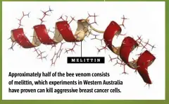  ??  ?? MELITTIN
Approximat­ely half of the bee venom consists of melittin, which experiment­s in Western Australia have proven can kill aggressive breast cancer cells.