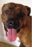  ??  ?? Bull mastiff Buster