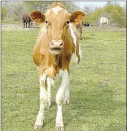  ?? (NWA Democrat-Gazette/Lynn Kutter) ?? Hillian Ranch raises dairy cows for milk and livestock shows. This Guernsey cow is named Bullet. Chloe Hillian said she names all the females and is able to remember all their names. The farm presently has 90 head of cattle.