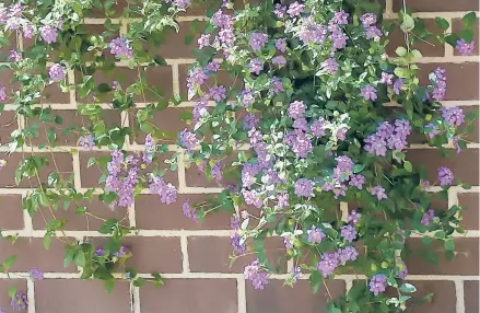  ??  ?? Luscious Grape lantanas tumble over a wall with cascades of rich purple flowers in early October.