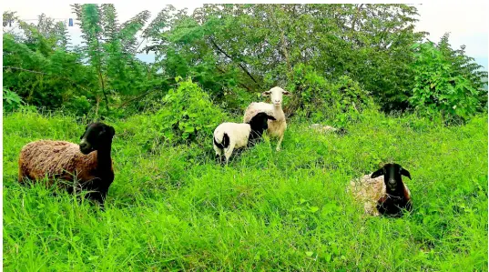  ??  ?? Goats graze in the lush grass on Moreland Hill Estate.