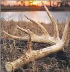  ?? Courtesy photo ?? Deer antler shed.