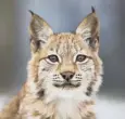  ??  ?? Lynx became extinct in the UK about 1,300 years ago