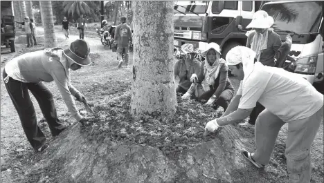  ?? KELVIN PALERMO OF CIO TAGUM ?? UPGRADE. Workers of the Local Government of Tagum plant ornamental plants at the landscaped base of each royal palm tree in the city’s Daang Maharlika on July 23, 2014 as part of the joint partnershi­p between the local government unit of Tagum City and...