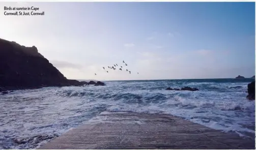  ??  ?? Birds at sunrise in Cape Cornwall, St Just, Cornwall