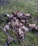  ??  ?? SHOCKING: Around 40 birds were killed by someone wielding a stick