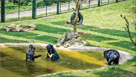  ?? QUINN RYAN MATTINGLY/THE WASHINGTON POST ?? Bears play in their enclosure at Animals Asia’s Vietnam Bear Sanctuary. The facility houses more than 170 bears, now able to live in better conditions after being rescued from bile farms around the country.