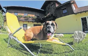  ??  ?? Hundehalte­r sollten die Urlaubspen­sion für ihren Vierbeiner vorher eingehend unter die Lupe nehmen und darauf achten, dass alles sauber ist und ihr Tier genug Bewegungsm­öglichkeit­en hat.