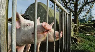  ?? KEY ?? Aussengehe­ge wie jenes dieser Schweine bergen laut Bund «erhöhtes Konfliktpo­tenzial».