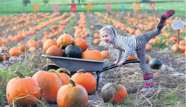  ??  ?? TAKE YOUR PICK Little Floridh McEwen can’t wait for Halloween to arrive but she has her pick of the best pumpkins thanks to her parents owning Arnprior Farm, in Stirling. Lucky girl!