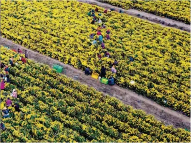  ??  ?? November 12, 2017: Villagers pick chrysanthe­mum flowers at a planting base in Huai’an City, Jiangsu Province. The base covering an area of dozens of hectares is the biggest of its kind in the city. by Li Xiang/xinhua