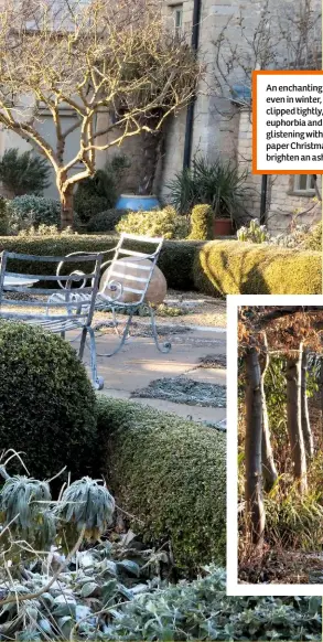 ??  ?? An enchanting seating area, even in winter, with box clipped tightly, and euphorbia and dead stems glistening with ice. Right, paper Christmas decoration­s brighten an ash tree