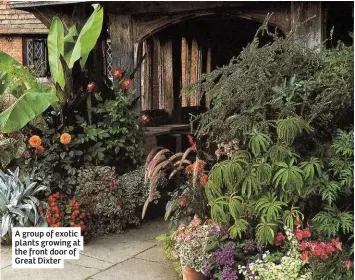  ??  ?? A group of exotic plants growing at the front door of Great Dixter