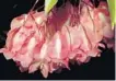  ?? KENNETH SETZER/COURTESY ?? Flowers of the Begonia maculata, an angel-wing begonia with whitespott­ed foliage.