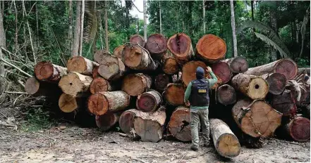  ?? Rodrigo Vargas/Folhapress ?? Agente do Ibama fiscaliza madeira derrubada ilegalment­e na região de Colniza (MT), durante a Operação Maravalha