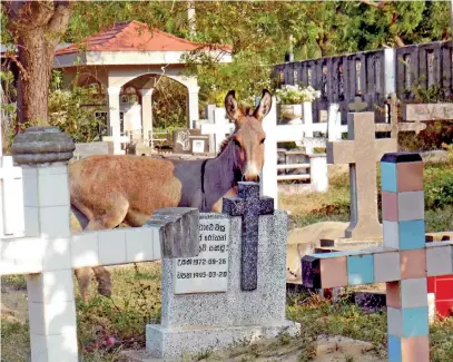  ??  ?? The ‘Puttalam Booruwa’ may soon be extinct