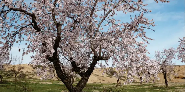  ??  ?? Almendros en flor.