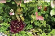  ?? THE ASSOCIATED PRESS PHOTOS ?? This April 15, 2016 photo provided by Dean Fosdick, shows a succulent mix in Fosdick’s Langley, Wash., greenhouse. Think of succulents as the new African violets.