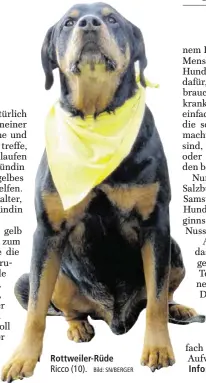  ?? Bild: SN/BERGER ?? Rottweiler-Rüde Ricco (10).