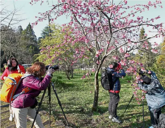  ??  ?? With cherry blossom season occurring in spring, those travelling to see it should ensure that they are prepared for the cooler climate. — NG KOK LEONG/The Star