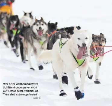  ?? IMAGO (3) ?? Wer beim weltberühm­testen Schlittenh­underennen nicht auf Tempo setzt, verliert: Die Tiere sind extrem gefordert