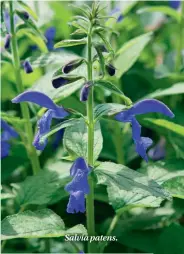  ??  ?? Salvia patens.