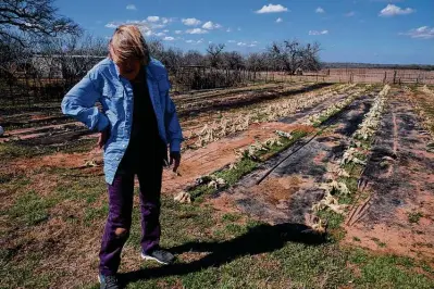  ?? Photos by Jessica Phelps / Staff photograph­er ?? Linda Starnes pauses before walking through the small family farm she operates with her husband, Larry, near Bebe, east of San Antonio. She said they lost 90 to 95 percent of their crop in the recent freeze.