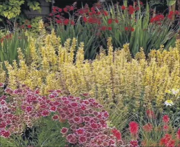  ?? Courtesty Terra Nova Nurseries / TNS ?? A drift of Poquito Butter Yellow agastache stands out in this bed with coreopsis, echinacea and crocosmia.