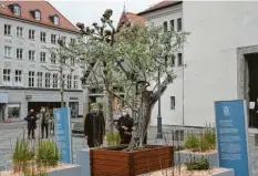  ?? Foto: Michael Hochgemuth ?? Ein Ölbaum, umgeben von 369 kleinen Setzlingen, erinnerte am Sonntag auf dem Moritzplat­z an die Corona‰Opfer in Augsburg.