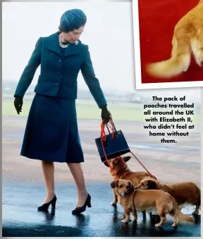  ?? ?? The pack of pooches travelled all around the UK with Elizabeth II, who didn’t feel at home without them.