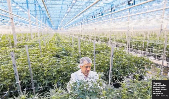  ?? Photo / Bloomberg ?? Cannabis cultivatio­n has been a moneymaker for some overseas companies.