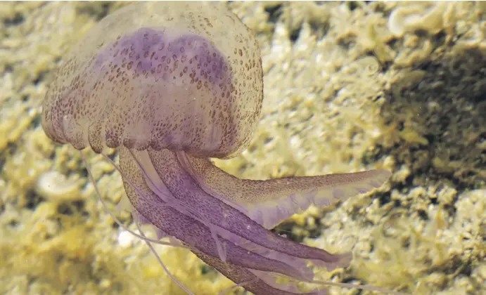  ?? Fotos: Judith Finsterbus­ch/Hans Hillewaert/Archiv ?? Die Leuchtqual­le Pelagia noctiluca ist die Numer Eins an Spaniens Mittelmeer­küste.