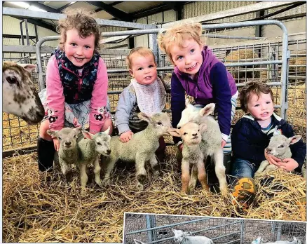  ??  ?? happy endinG: May, Brian, Rosie and Paudie Fox with six of the 12 lambs that were born to two ewes in
Co. Meath recently