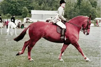  ??  ?? Well turned out: Suffolk Punch Daisy Roots at a county show in the Eighties