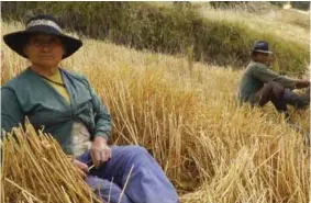  ??  ?? ALIMENTO. El trigo, la cebada, el maíz, las habas son productos principale­s de la zona.