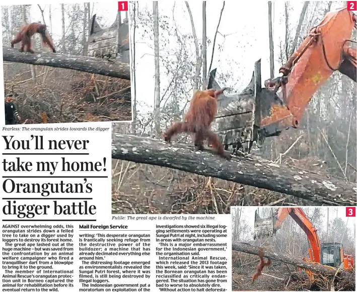  ??  ?? Fearless: The orangutan strides towards the digger Brought down: It falls after being tranqillis­ed by rescuers