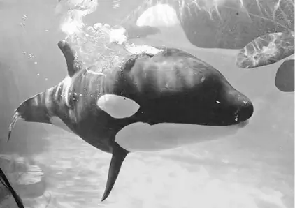  ?? STAFF FILE PHOTO ?? The Florida Orca Protection Act aimed to cement into law what SeaWorld voluntaril­y adopted in 2016, an end to its killer whale breeding program.