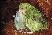  ?? Foto: dpa/Don Merton/MfE Neuseeland ?? Kakapo füttert seinen Nachwuchs.