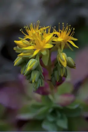  ??  ?? Dachwurzbl­üte Dachwurze, Lieblingsp­flanzen in unserem Garten, sind auch so unscheinba­re Pflanzen, die ganz besonders schöne Blüten her‍ vorbringen. Diese Blüten sind nur wenige Zentimeter groß, und man übersieht schnell im Vorbeigehe­n ihre filigrane...