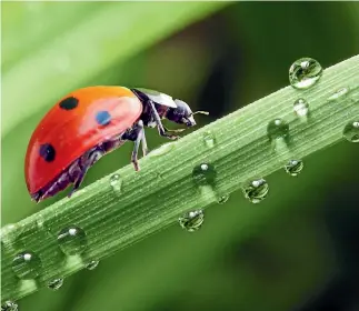  ?? KLETR/ADOBE STOCK ?? Ladybirds eat aphids, mites thrips, whitefly, and scale.