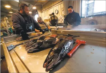  ?? PHOTOS BY ARIC CRABB — STAFF PHOTOGRAPH­ER ?? Employees tend to salmon at the Mokelumne River Fish Hatchery in Clements. More than 15,200 salmon have returned to the Upper Mokelumne River so far this fall, on pace to break the modern-day record of 18,000 returning adults.